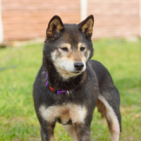 Отдам в добрые руки:  собаки