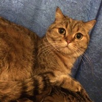 Найден кот, шотландская порода, окрас серый