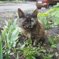 В добрые руки, кошечка. окрас черно-рыжий