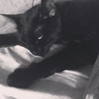 Найдена кошка, окрас черный
