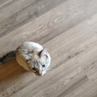 Найден кот, окрас рыже-серый