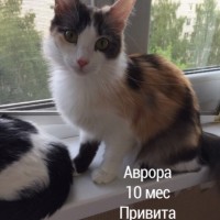 В добрые котята и кошечки