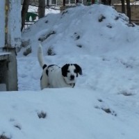 В добрые руки, собака, окрас белый с черными пятнами