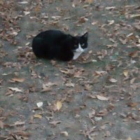 Найден кот\кошка, окрас черный, мордочка белая