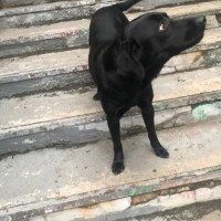 Найдена собака, порода лабрадор, окрас черный
