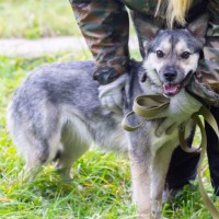 В добрые руки, собака, окрас серо-белый с рыжицой