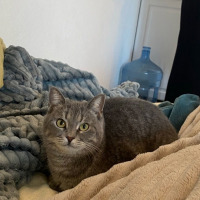 Потеряно:  кошка кошка