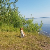 Пропала собака, окрас коричнево-белый