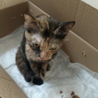 07.03.24 найдена кошка на ул. Артёмовская 14