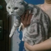 Найден кот, порода британец, окрас серый с рисунком