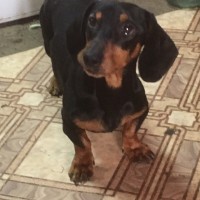 Найден пес, порода такса, окрас черно-коричневый