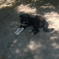 Найдена собака, окрас черно-коричневый, белые лапы
