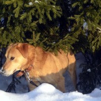 В добрые руки, пёс, окрас рыжий