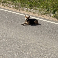 Найдено:  собачка