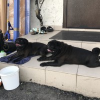 Найдены собаки, порода мопс, окрас черный