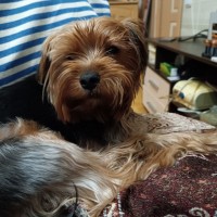 Пропала собака