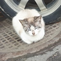 Найден котенок, окрас рыже-белый с серыми пятнашками