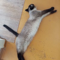 Найдена сиамская кошка