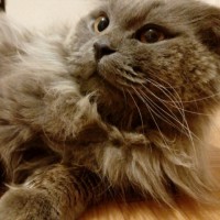 Найден котик, порода шотландский вислоухий, окрас серый
