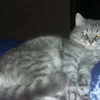 Пропал кот, порода британец, окрас серый «вискас»