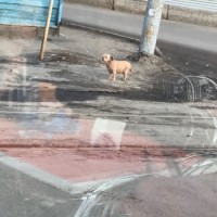 Найден пёс\собака, окрас коричневый