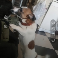 Потеряно:  собака собака