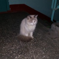 Найден кот\кошечка, окрас бело-серый
