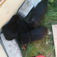 Найдены щенки, окрас черный