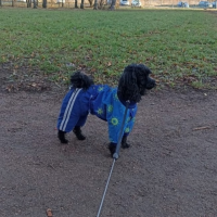 Потеряно:  собака