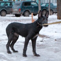 В добрые руки, щенок, окрас черный с белым пятнышком на груди