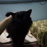 Найден кот, окрас черный
