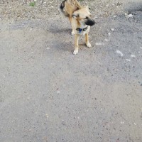 Найдена собака, окрас рыже-серый, темная мордочка
