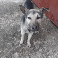 Найдена собака, окрас черно-серый