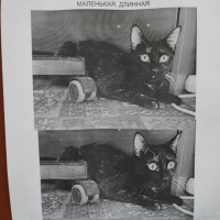 Потеряно:  кошка кошка