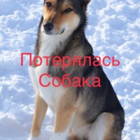 Пропала собака, окрас смешанный