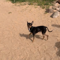 Потеряно:  песик собака