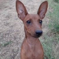 Найдена собака, порода цвергпинчер, окрас коричневый