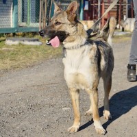 В добрые руки, собака, окрас трехцветный