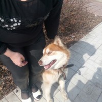 Найдена собака, порода лайка, окрас бело-коричневый