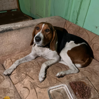 Найдено:  девочка собака