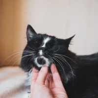 В добрые руки, кот, окрас черный с белыми пятнами