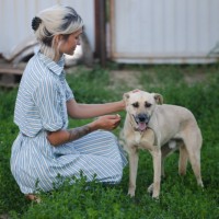 В добрые руки, пес, окрас светлый