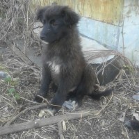 В добрые руки, щенки, окрас смешанный