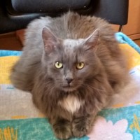 Потерялся котейка