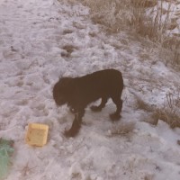 Найдена собака и щенки
