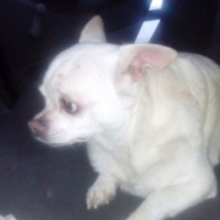 Найдена собака, порода чихуахуа