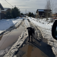 Найдено:  собака