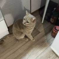Найден кот, порода британская, окрас дымчатый