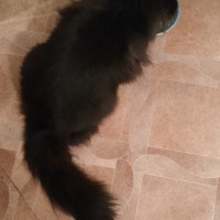 Найдена кошка, окрас черный, пушистая