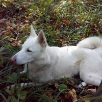 Пропала собака, порода западно-сибирская лайка, окрас белый